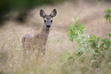 Jagd ist wichtig für den Artenschutz