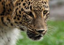 Zwei Persische Leoparden im Kölner Zoo geboren