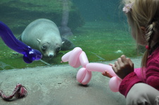 Was war denn nur mit der kleine Seebärin Poca los?