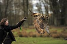 Mit dem beeindruckenden falknerischen Flugprogramm startet der Wildpark Eekholt in die Frühjahrssaison, täglich vom 12. März bis zum 29. Oktober 2017