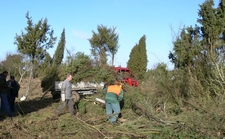 Auslichtungsaktion Wacholderheide Müritzhof
