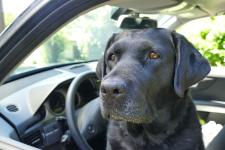 Mit dem Hund im Auto sicher ans Ziel