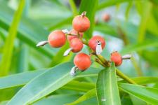 Nur vigoLoges® enthält den hochwertigen Ashwagandha-Extrakt KSM-66®