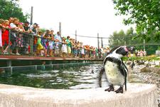 Vogelpark Marlow bekommt neue Pinguinanlage