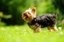Mietrecht: Wann ist ein Hund ein Hund?