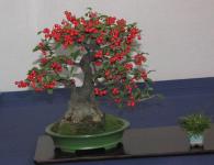 "Die Kunst des Bonsai"