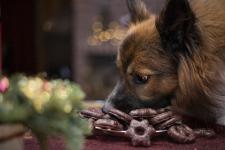 Alle Jahre wieder... Schokolade ist nichts für den Hund!