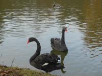 Schwarzer Schwan gesucht für den Schwanensee im Park Rosenau
