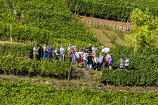 Tage des offenen Weingutes in Sachsen 29./30.08.2015