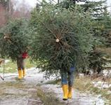 Der Weg zum perfekten Weihnachtsbaum