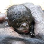 Willkommen Baby Bonobo!
