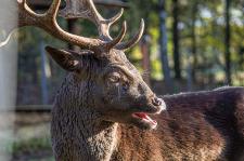 "Zahl was Du willst!" - Aktion im Wildpark Müden