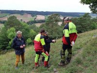 Auf der Weper sichern Landesforsten und Uni Göttingen das letzte Vorkommen einer indigenen Pflanze