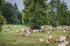 Transgourmet Central & Eastern Europe wird "käfigfrei"