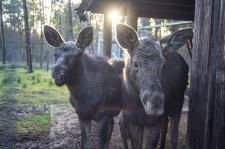 Weitere Elche für den Wildpark Müden