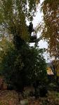 Wenn Ihr schöner Baum krank wird – Haftungsfragen rund um Bäume auf eigenen Grundstücken