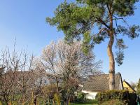 Mandelblüte in der Pfalz – Aktueller Blütenstand