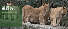 Die drei kleinen Könige der Tiere im Zoo Basel