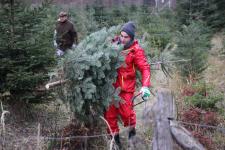 Tipps und Tricks für den perfekten Weihnachtsbaum
