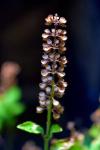 Tulsi - Indisches, heiliges Basilikum (Ocimum Tenuiflorum)