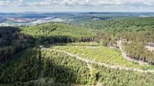Klimaschäden in den Niedersächsischen Landesforsten immer dramatischer -Wiederaufforstung rückt in den Fokus