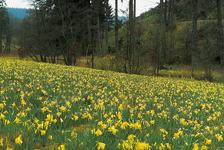 Narzissenfest in der Eifel findet künftig eine Woche früher statt