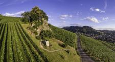 85 Jahre Winzerkeller Hex vom Dasenstein