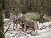 Wolfswanderungen in der Dämmerung