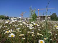 Wildpflanzenversuch im Wissenschaftspark