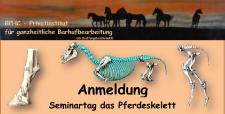 "Knochenarbeit" am Privatinstitut - Der Bewegungsapparat des Pferdes