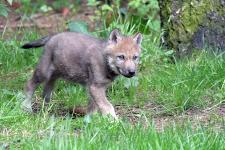 Der Wildpark Eekholt freut sich über einen Wolfswelpen