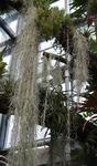 Pflanze des Monats im Botanischen Garten Rostock