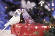 Weihnachten: Kein Umtausch von Tieren