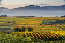 Ried Kremser Thurnerberg from the Austrian Winery Türk wins the "Global Grüner Veltliner Challenge