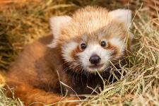 Kleiner Pieks für Kleinen Panda