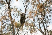 Buschfeuer Australien: 5.000 Koalas in den Buschbränden im Südwesten des Landes gestorben