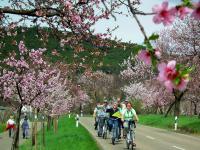 Geführte Stern-Radreisen, Fahrradurlaub und E-Bike Radtouren an der Deutschen Weinstraße