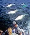 Belugas, Vögel, Blüten - Sommer in Kanada
