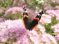 D-Mark, Drache, Schilling, Escudo und Co: Alte Devisen feue Natur