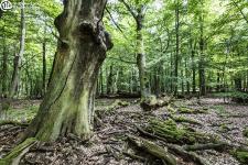 "Filmkulisse Wald" - nordmedia Film Commission und Niedersächsische Landesforsten starten Kooperationsprojekt