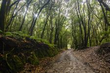 Vor den Toren Afrikas: der Nebelwald Garajonay auf La Gomera