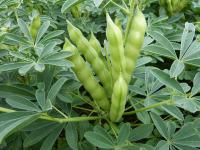 Weiße Lupine CELINA für die DSV zugelassen