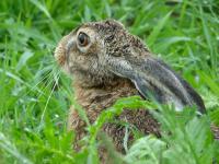 Jäger helfen dem Osterhasen