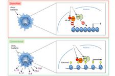 Die natürliche Darmflora kurbelt das Immunsystem an