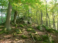 Das Weltnaturerbe Buchenwälder entdecken