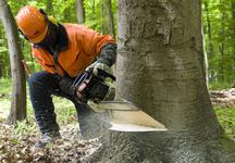 Beginn der Erntezeit im Landeswald