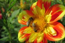 Faszinierend schön und immens wichtig: die Insekten