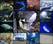 Jahresrückblick auf 15 Jahre SEA LIFE Konstanz