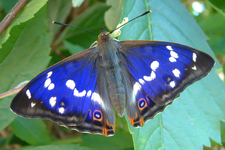 Schmetterling des Jahres 2011: Der Große Schillerfalter Schmetterling auch im Saarland gefährdet
