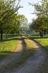 Apfelzeit in Prien am Chiemsee